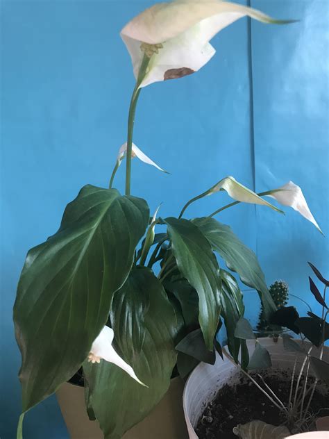 Peace Lily care: do I dead head the flowers and how do I know when too