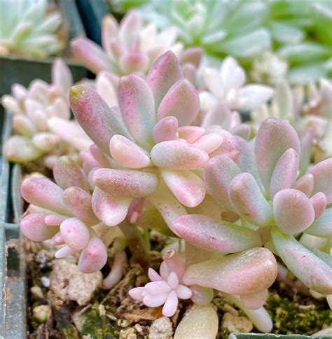 Rare Succulent Variegated Mirinae Clusters Show In Pot Etsy