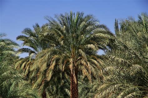 Premium Photo | An oasis in the sahara desert, africa