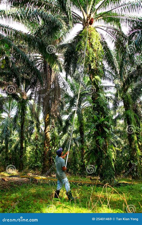 Oil Palm Harvesting Editorial Stock Image - Image: 25401469