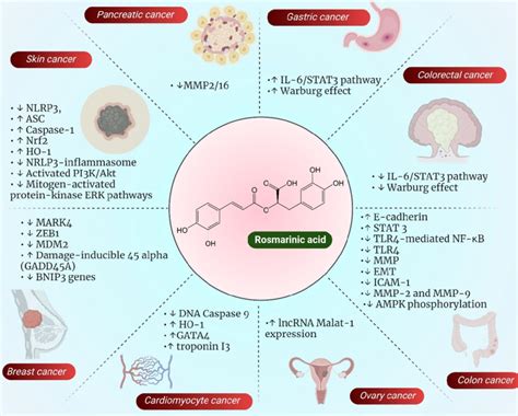 Figure Depicting Pharmacological Action Of Rosmarinic Acid On Various