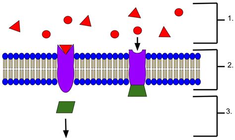 receptor definition structure types mechanism importance