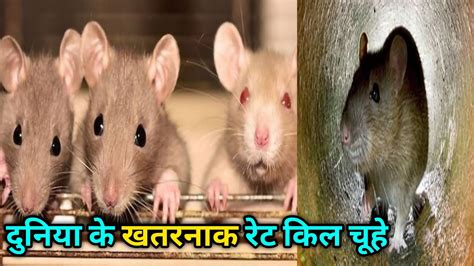 दुनिया के 5 खतरनाक रेट किल चूहे 5 Dangerous Rate Killing Rats Of The