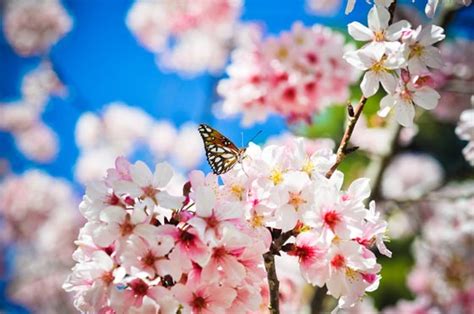 Breathtaking Cherry Blossom Photography - Design Swan