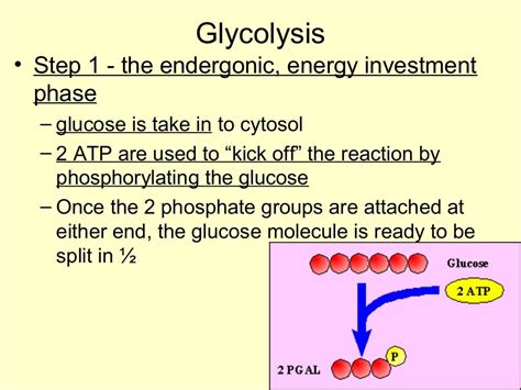 4 Stages Of Respiration