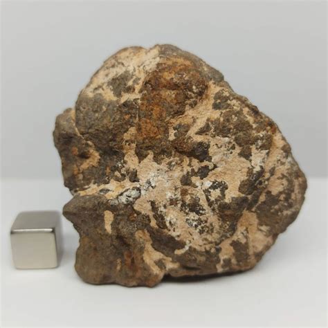 Enstatite Chondrite Meteorite Al Haggounia El Catawiki