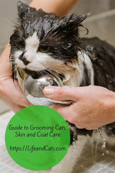 How To Groom Cats A Guide To Skin And Coat Care Life And Cats Cat