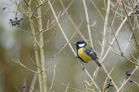 Yellow Tit Martin Sramek Flickr