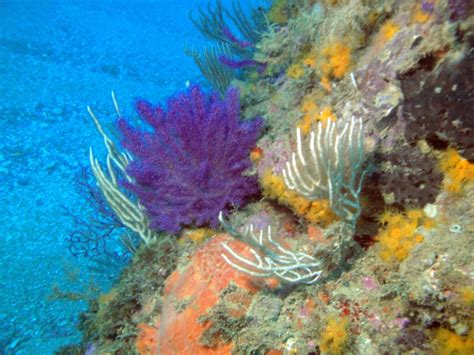 Buceadores De MÁlaga Ceuta Un Jardín Submarino En África