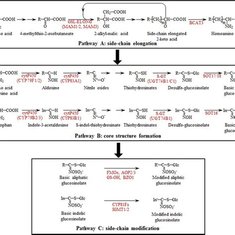 Glucosinolate Biosynthetic Pathways In Brassicaceae Arrows Between