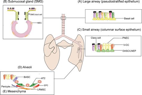 Main Pulmonary Endogenous Stem Cells Within The Mouse Lung Airways A