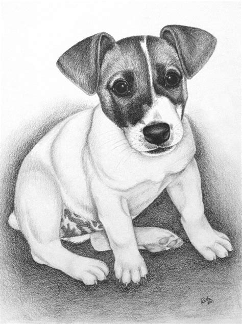 Jack Russell Terrier I Sketch Pets Dog Drawing Jack Russell