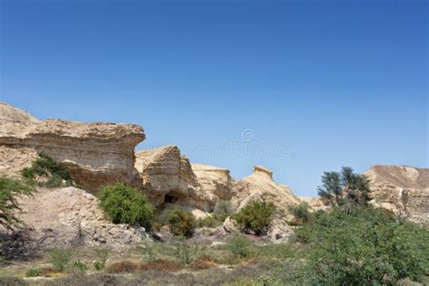 Dry Oasis In The Namibe Desert Angola Stock Photo Image Of Sahara