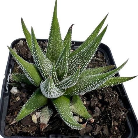 Haworthia Concolor Flower Power