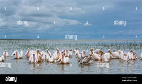 Lake ziway birds hi-res stock photography and images - Alamy