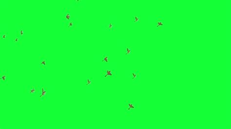 Animation Flock Birds Flying Green Screen Stock Video Footage By