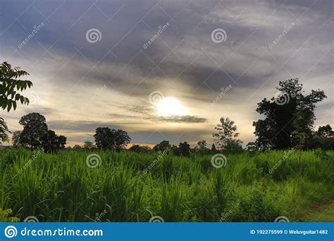 Sunrise over the field stock image. Image of jungle - 192275599