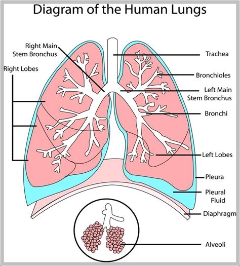 Picture Of Lungs Image | Anatomy System - Human Body Anatomy diagram ...