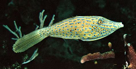 Filefish | Marine, Reef, Carnivorous | Britannica