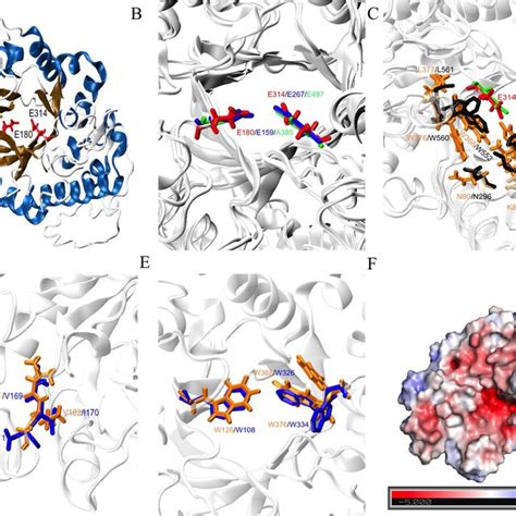 The Overall TIM Barrel Structure Of Xyl10E A Catalytic Residues Are