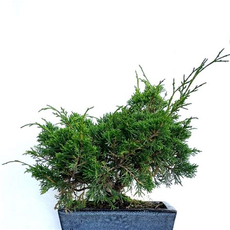 Ginepro Juniperus Altezza Cm 30 Circa Bonsaki