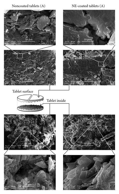 Sem Micrographs Of The Tablets Formulation A Observations Performed