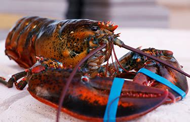 US, Canadian lobster exports to China set to take off in 2023 ...