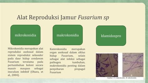 Aulia Dwi Septiani Layu Fusarium Pptx