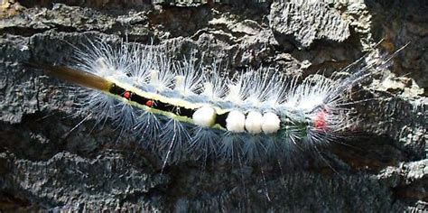 White Marked Tussock Moth Caterpillar Orgyia Leucostigma Bugguidenet