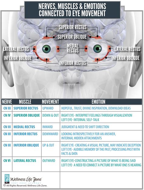 Cranial Nerves For Your Eye | Foot Zoning | Wellness Life Zone