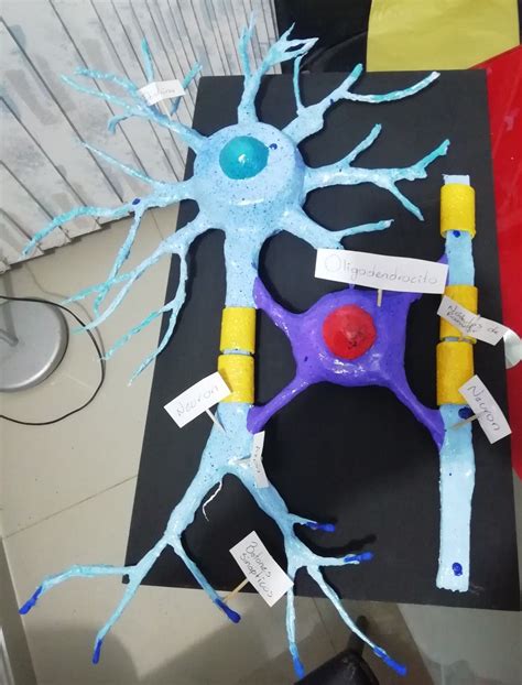 9 Ideas De Maqueta Neurona Maqueta De Neurona Maquetas Neuronas Porn Sex Picture