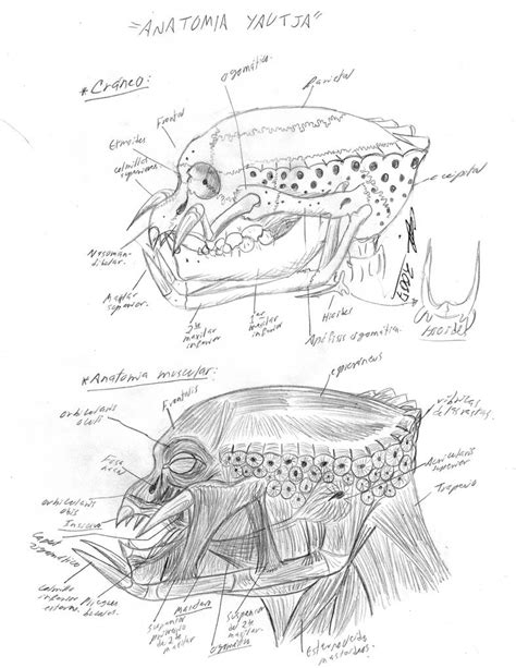 old drawing of yautja anatomy by ailgara on DeviantArt