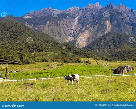 View Of The Majestic Mount Kinabalu With Dairy Cows Pasture In Green