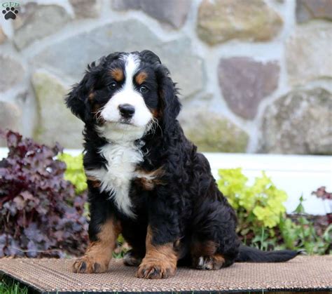 Eric - Miniature Bernese Mountain Dog Puppy For Sale in Pennsylvania