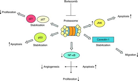 Effects Of Proteasome Inhibition By Bortezomib Alteration Of Several