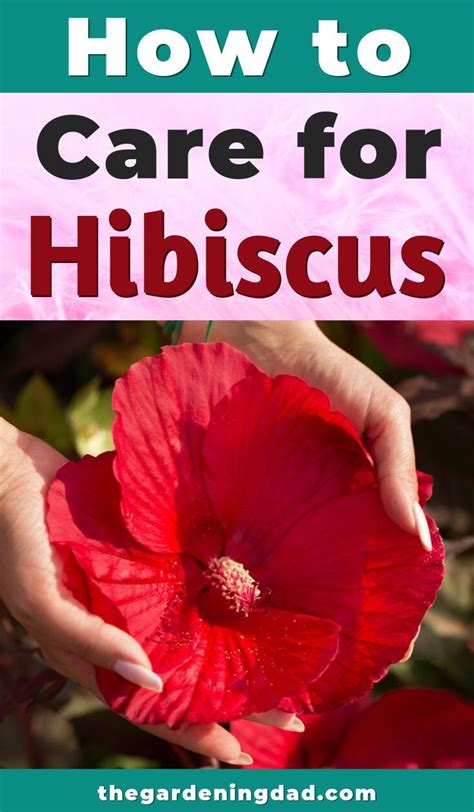 Hardy Hibiscus Guide How To Plant Care For Hibiscus Plants Artofit