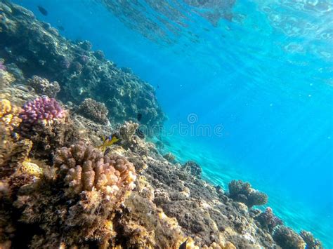 Clown Fish Or Amphiprion Bicinctus Amphiprion Inae At Coral Reef Stock