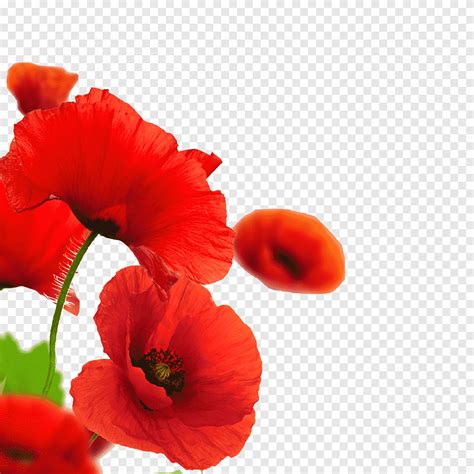 Coquelicot Fleurs Rouge Png PNGEgg