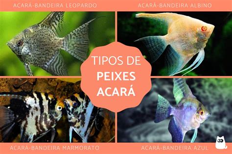 Tipos De Acara Bandeira