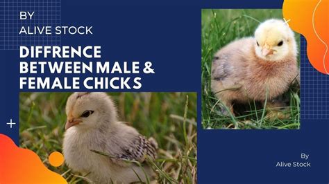 How To Identify Male And Female Chicksorganic Male Female Chickshens Informationnar Or