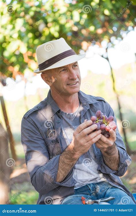 Manojo De La Tenencia Del Hombre Del Viticultor De Uvas Rojas Imagen De