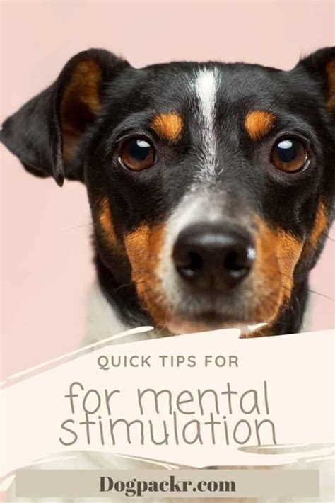 How To Mentally Stimulate Your Dog Dogpackr