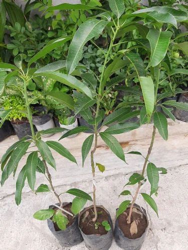 Full Sun Exposure Yellow Thai Catimon Grafted Mango Plant Mangifera At