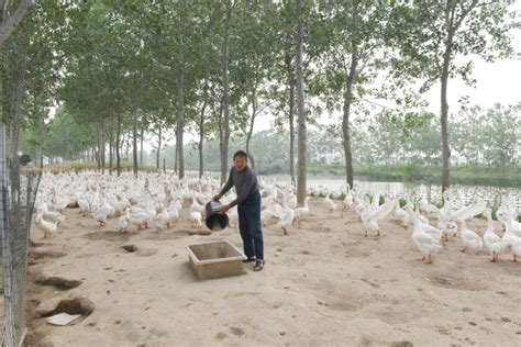 利用林地养鹅发展林下经济