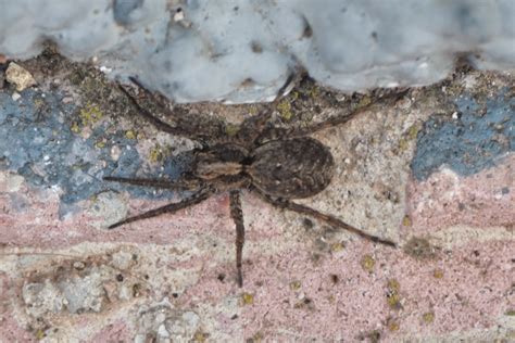 ZOOTOGRAFIANDO MI COLECCIÓN DE FOTOS DE ANIMALES ARAÑA DE PATAS