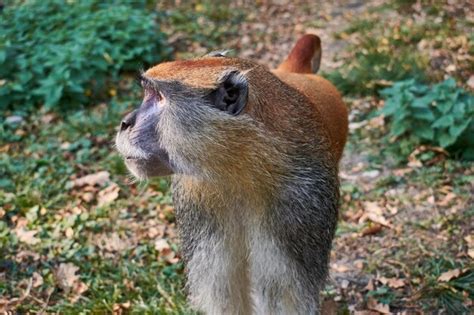 Premium Photo The Common Patas Monkey Erythrocebus Patas The Wadi