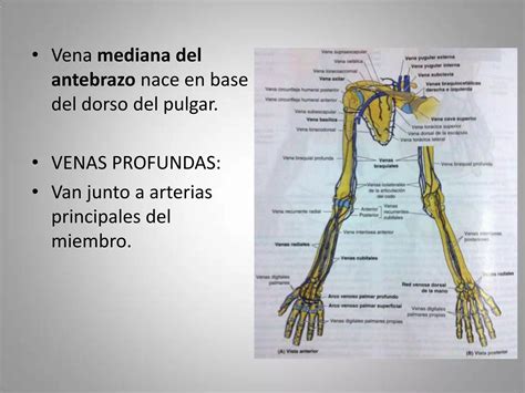 Fascias Vasos Eferentes Inervacion Cutanea Y Miotomas Del Miembro