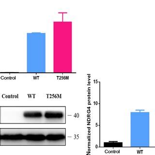 Mrna And Protein Expression Levels Of Ndrg In Human Embryos A The