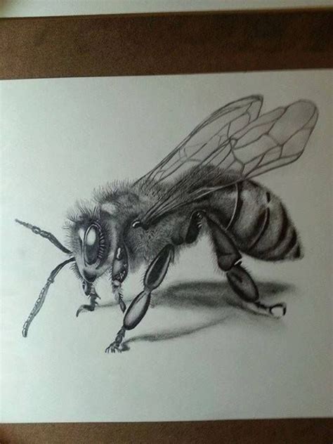 Bee Drawing | Pencil Art of a Bee