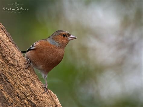 Male Chaffinch Vicky Outen Flickr